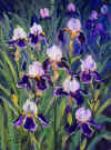 Purple Irises .jpg (17981 bytes)